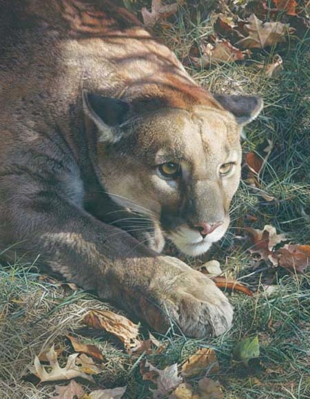 (image for) Handmade Oil painting for home canvas, oil painting framed canvas for living room Carl Brenders paintings Stalking-Cougar
